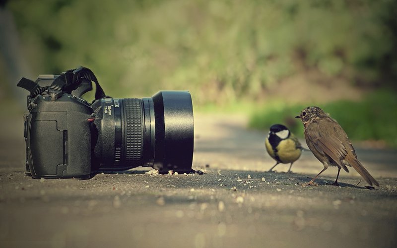 6995438-funny-birds-and-camera.jpg