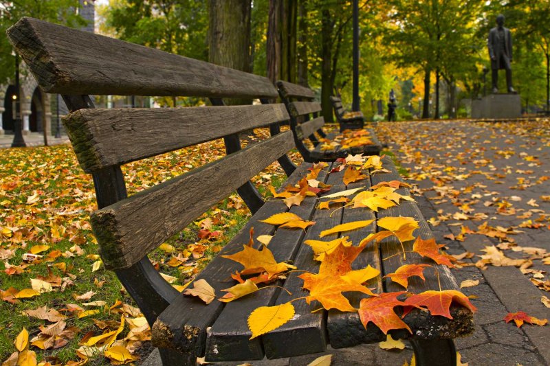 autumn-leaves-on-park-bench.jpg