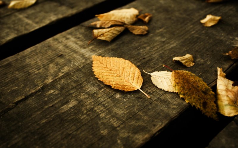 fallen-leaves-on-wood-autumn-fall-nature-2K-wallpaper.jpg