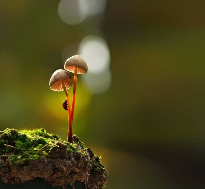 mushroom-nature-macro-photography-vyacheslav-mishchenko-2.jpg