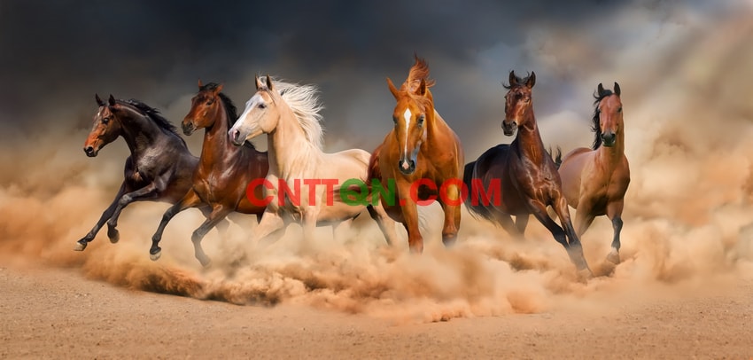 [Photo] Horse herd run desert sand storm - shutterstock
